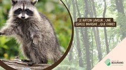 Le raton laveur : que faire?