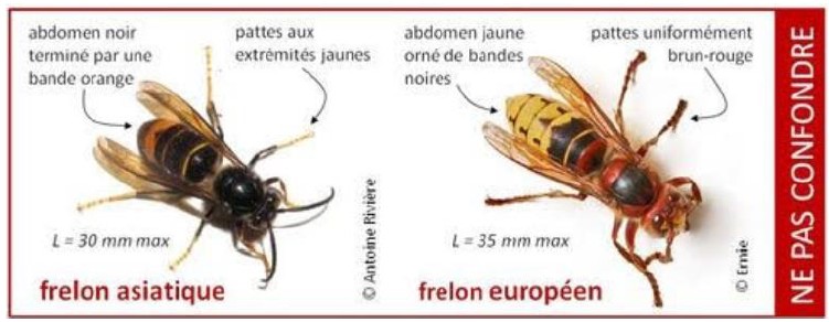 Frelons